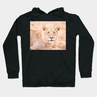 Serengeti Lion #1 Hoodie